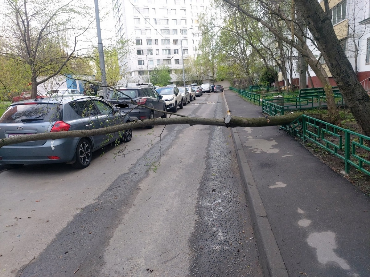 Машина во дворе. Упавшее дерево. Российский двор. Упало дерево на машину во дворе.