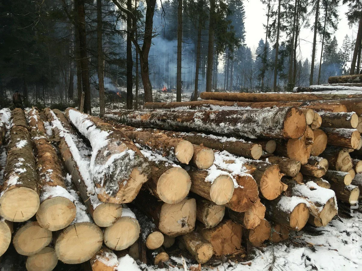 Сжигание порубочных остатков. Порубочные остатки деревьев. Лесопорубочные остатки. Порубочный материал. Остатки от вырубки леса.